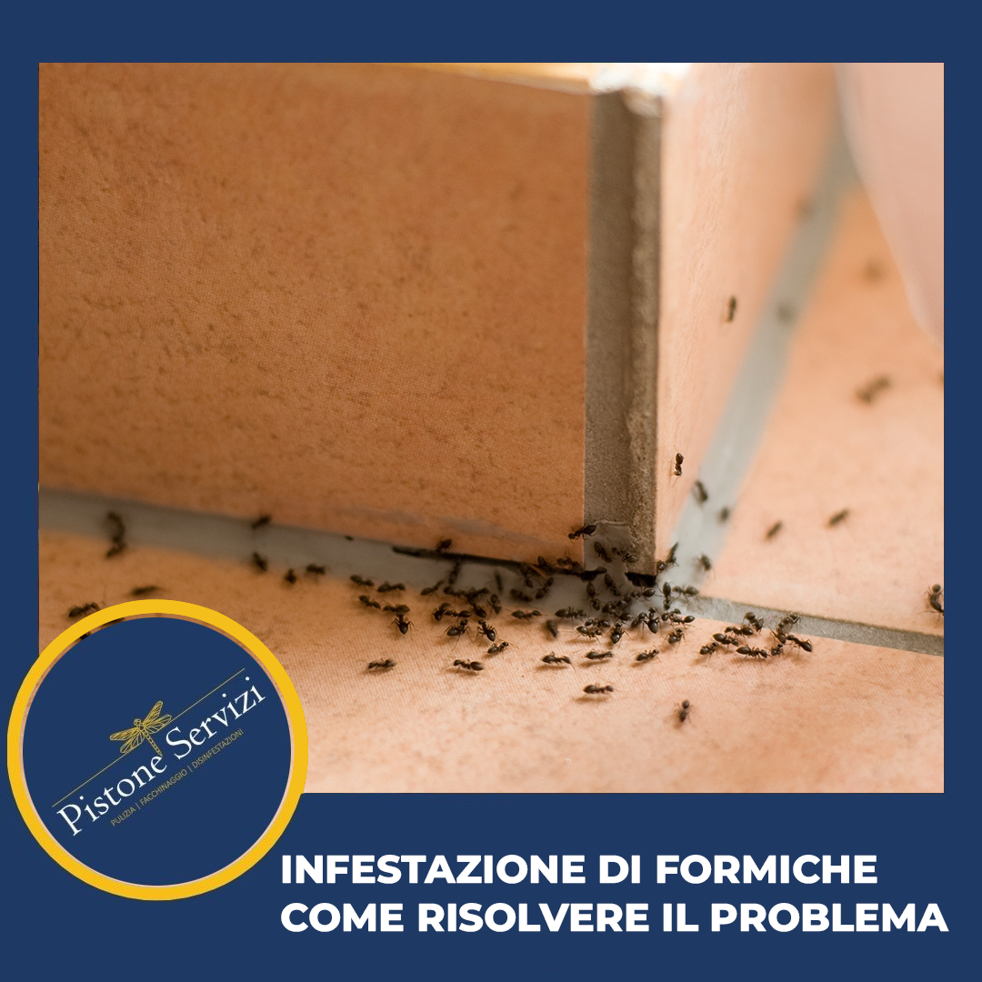 Infestazione di Formiche